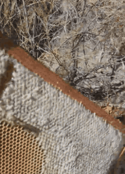 arizonalocalrawhoney – Arizona Local Raw Honey
